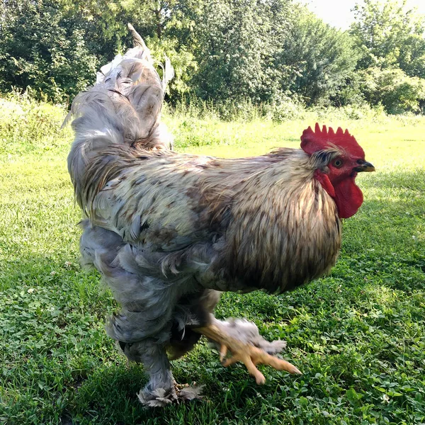 Madár Kakas Keres Élelmiszer Zöld Fűben Hagyományos Vidéki Barnyard Piros — Stock Fotó