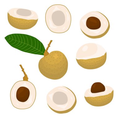 Vektör simge illüstrasyon logo için bütün Konfit meyve sarı longan, dilim yarım dimocarpus. Doğal tasarım tropikal lezzetli yiyecek oluşan longan desen. Tatlı taze çiğ meyve egzotik longan yemek.