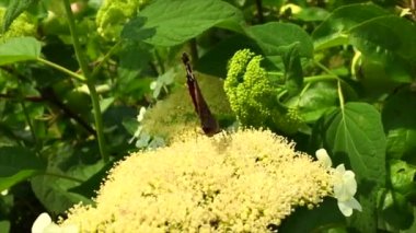 Büyük siyah kelebek Monarch çiçekli bitki yürür ve besleme sonra yeşil yaprakları. Güzel parlak kanatlarını sallayarak bir çiçek uçan Kelebek monarch. Bıyıklı kelebek uçup.