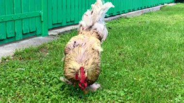 Yeşil çimenlerin üzerinde geleneksel kırsal çiftlik yiyecek arayan kuş horoz. Kırmızı sorguç, beyaz kabarık tüy, horoz sarı gagası ile horoz. Güzel uzun kuyruklu tavuk horoz, tavuk hayvan horoz.