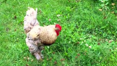 Yeşil çimenlerin üzerinde geleneksel kırsal çiftlik yiyecek arayan kuş horoz. Kırmızı sorguç, beyaz kabarık tüy, horoz sarı gagası ile horoz. Güzel uzun kuyruklu tavuk horoz, tavuk hayvan horoz.