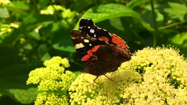 Gran Mariposa Negra Monarca Camina Sobre Planta Con Flores Hojas — Vídeo de stock