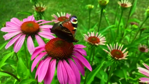 大黑蝶君走在植物上 花和绿叶后喂养 蝴蝶君主围着一朵花挥舞着他美丽明亮的翅膀 偲蝶飞离 — 图库视频影像
