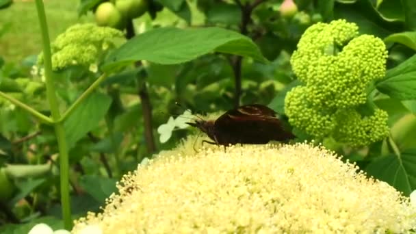 Grande Borboleta Preta Monarca Caminha Planta Com Flores Folhas Verdes — Vídeo de Stock