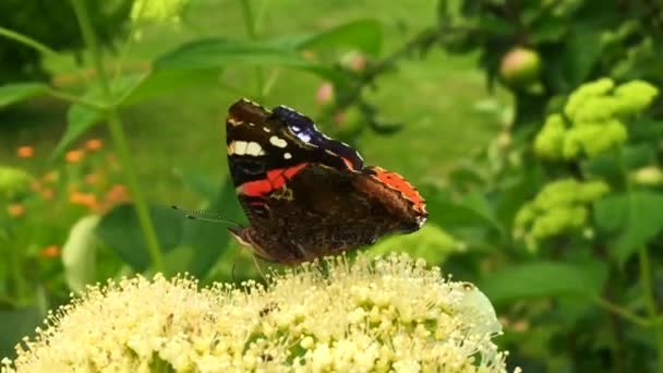 Grote Zwarte Vlinder Monarch Wandelingen Plant Met Bloemen Groene Bladeren — Stockvideo