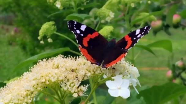 Grote Zwarte Vlinder Monarch Wandelingen Plant Met Bloemen Groene Bladeren — Stockvideo