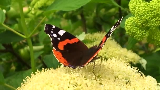 Большая Чёрная Бабочка Monarch Ходит Растению Цветами Зелёными Листьями После — стоковое видео