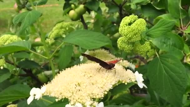 Gran Mariposa Negra Monarca Camina Sobre Planta Con Flores Hojas — Vídeos de Stock