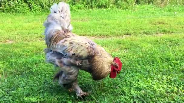 鳥酉伝統的な農村部の農場で緑の草に食べ物を探してします コックの黄色いくちばし 白いフワフワした羽の赤いとさかのオンドリ 美しい長い尾を持つ鶏鶏 鶏動物のコック — ストック動画