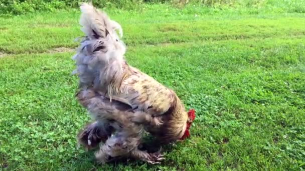 Vogel Haan Zoek Naar Voedsel Groene Gras Traditionele Landelijke Barnyard — Stockvideo