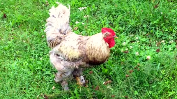 Gallo Aves Busca Comida Pasto Verde Corral Rural Tradicional Gallo — Vídeo de stock