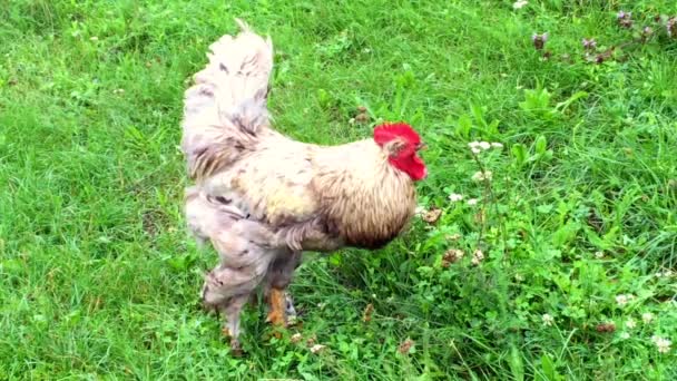 Coq Oiseau Recherche Nourriture Dans Herbe Verte Sur Basse Cour — Video