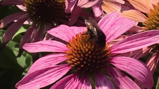 Winged Bee Slowly Flies Plant Collect Nectar Honey Private Apiary — Stock Video