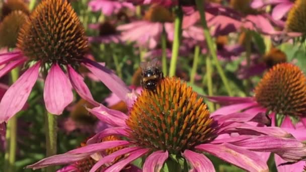 羽のついた蜂はゆっくりと植物に飛び 花から自家製の桃に蜜を集めます ミツバチの足の上に美しい花 黄色の花粉で構成される蜂蜜クリップ 甘い蜜蜜蜜蜜蜜 — ストック動画