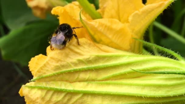 羽のついた蜂はゆっくりと植物に飛び 花から自家製の桃に蜜を集めます ミツバチの足の上に美しい花 黄色の花粉で構成される蜂蜜クリップ 甘い蜜蜜蜜蜜蜜 — ストック動画