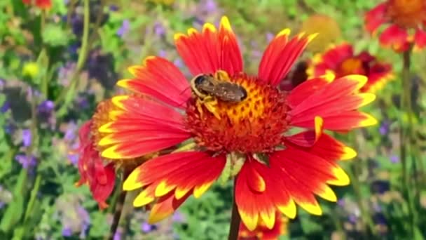 Langsam Fliegt Die Geflügelte Biene Zur Pflanze Sammelt Nektar Für — Stockvideo