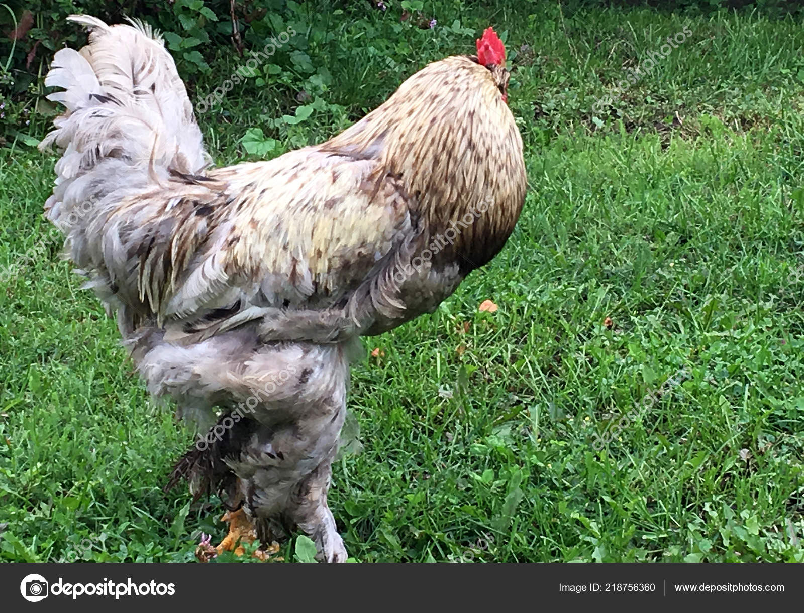 Coq Oiseaux Recherche Nourriture Dans Herbe Verte Sur Basse