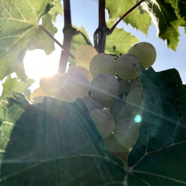 Güzel asılı açık havada kırsal alanda üzüm demet. Olgun lezzetli üzüm üzüm, üzüm bağları, alkol şarap yapmaya hazır. Üzüm berry sağlık yiyecek uzun bitki tohum, yeşil yaprağı ile oluşan.