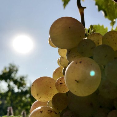 Güzel asılı açık havada kırsal alanda üzüm demet. Olgun lezzetli üzüm üzüm, üzüm bağları, alkol şarap yapmaya hazır. Üzüm berry sağlık yiyecek uzun bitki tohum, yeşil yaprağı ile oluşan.