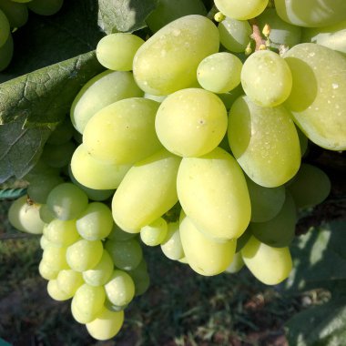 Güzel asılı açık havada kırsal alanda üzüm demet. Olgun lezzetli üzüm üzüm, üzüm bağları, alkol şarap yapmaya hazır. Üzüm berry sağlık yiyecek uzun bitki tohum, yeşil yaprağı ile oluşan.