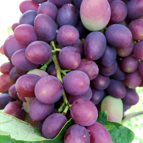 Hanging Beautiful Bunches Grapes Outdoors Rural Ripe Tasty Grape Vines — Stock Photo, Image