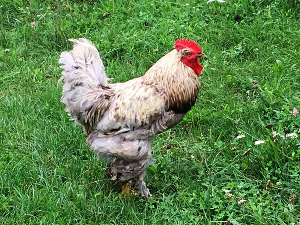 鳥酉伝統的な農村部の農場で緑の草に食べ物を探してします コックの黄色いくちばし 白いフワフワした羽の赤いとさかのオンドリ 美しい長い尾を持つ鶏鶏 鶏動物のコック — ストック写真