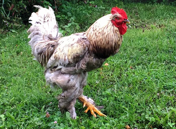 Bird Rooster Looking Food Green Grass Traditional Rural Barnyard Rooster — Stock Photo, Image