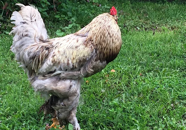 鳥酉伝統的な農村部の農場で緑の草に食べ物を探してします コックの黄色いくちばし 白いフワフワした羽の赤いとさかのオンドリ 美しい長い尾を持つ鶏鶏 鶏動物のコック — ストック写真