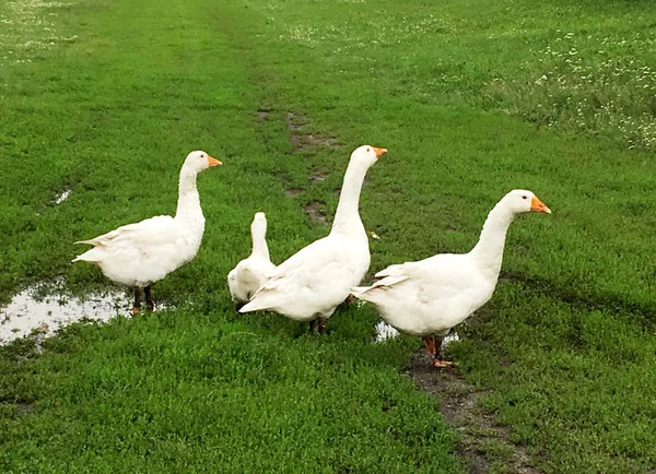 Familia Animales Blancos Gansos Beber Agua Del Estanque Los Gansos —  Fotos de Stock