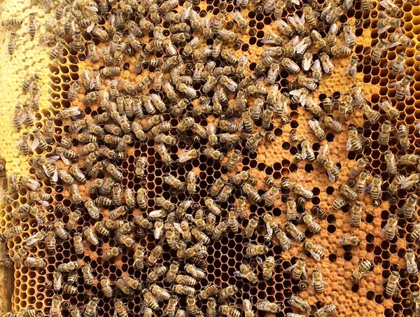 Textura Hexágono Fondo Panal Cera Una Colmena Abejas Llena Miel —  Fotos de Stock