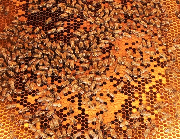 Sześciokąt Tekstura Wosk Plastra Miodu Ula Wypełnione Złoty Miód Strukturze — Zdjęcie stockowe