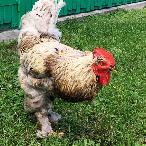 Coq Oiseau Recherche Nourriture Dans Herbe Verte Sur Basse Cour — Photo