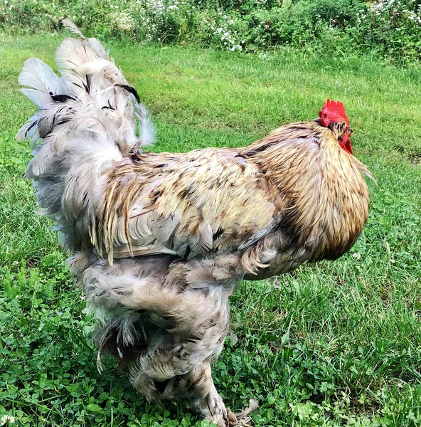 Madár Kakas Keres Élelmiszer Zöld Fűben Hagyományos Vidéki Barnyard Piros — Stock Fotó