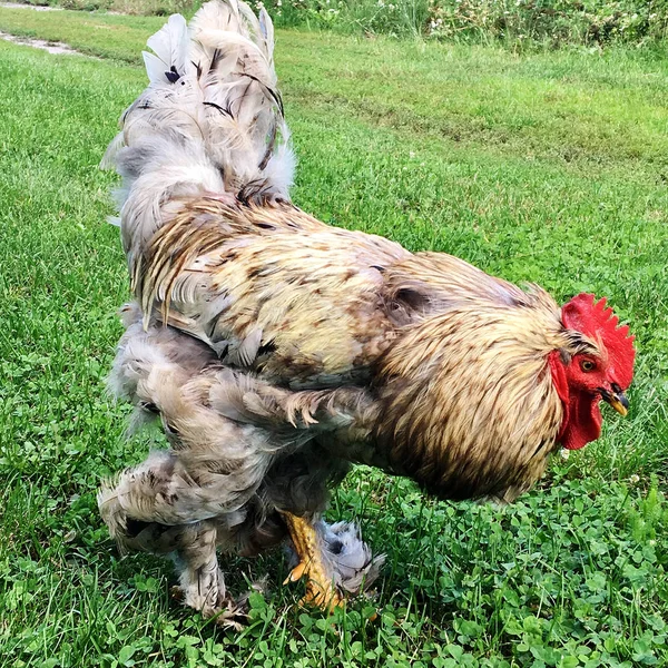 Kogut Ptak Poszukuje Pożywienia Zielonej Trawie Tradycyjnych Wiejskich Podwórze Kogut — Zdjęcie stockowe