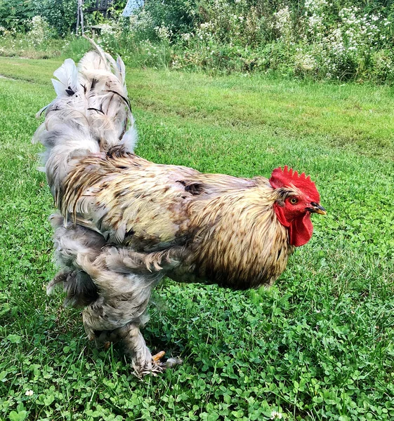 鸟公鸡在传统的农村谷仓寻找绿色草地上的食物 公鸡具红色的波峰 白色蓬松的羽毛 黄喙的公鸡 美丽的长尾鸡公鸡 母鸡动物公鸡 — 图库照片