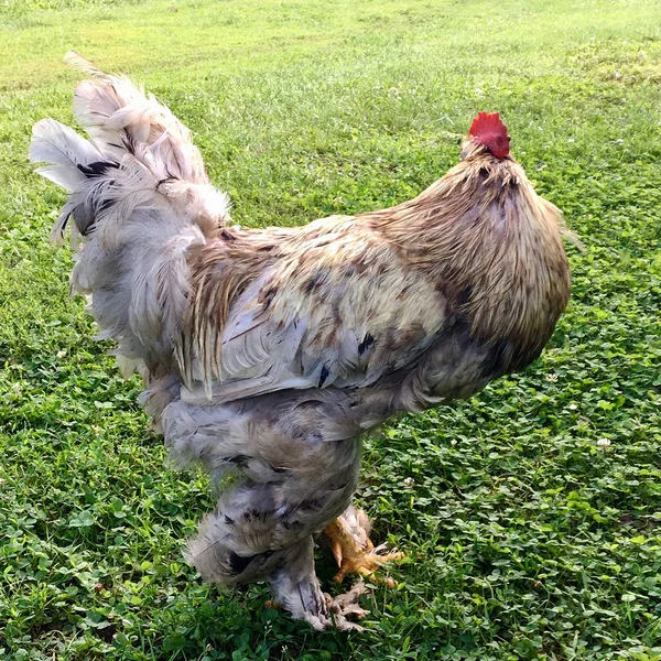 Coq Oiseau Recherche Nourriture Dans Herbe Verte Sur Basse Cour — Photo