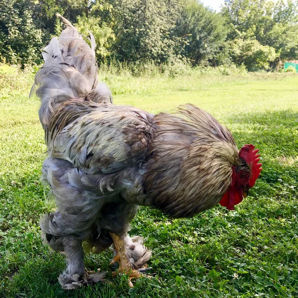 Coq Oiseau Recherche Nourriture Dans Herbe Verte Sur Basse Cour — Photo