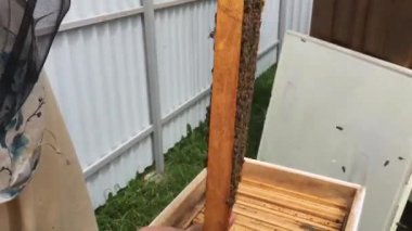 Arka plan altıgen doku, balmumu petek arı kovanı üzerinden altın bal ile dolu. Petek makro genel bakış balmumu sarı tatlı bal arı arı kovanı dan oluşan. Arılar peteğin tatlım nektarı.