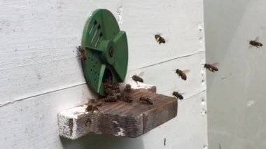 Arka plan altıgen doku, balmumu petek arı kovanı üzerinden altın bal ile dolu. Petek makro genel bakış balmumu sarı tatlı bal arı arı kovanı dan oluşan. Arılar peteğin tatlım nektarı.