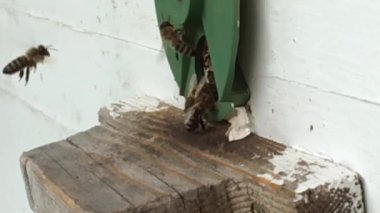 Arka plan altıgen doku, balmumu petek arı kovanı üzerinden altın bal ile dolu. Petek makro genel bakış balmumu sarı tatlı bal arı arı kovanı dan oluşan. Arılar peteğin tatlım nektarı.