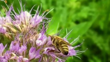 Kanatlı arı yavaşça bitkiye uçar, çiçekten özel arı kovanına bal koymak için nektar toplar. Güzel çiçekleri kapsayan bal tokası, arıların bacaklarında sarı polen. Tatlı nektar bal arısı.