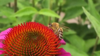Kanatlı arı yavaşça bitkiye uçar, çiçekten özel arı kovanına bal koymak için nektar toplar. Güzel çiçekleri kapsayan bal tokası, arıların bacaklarında sarı polen. Tatlı nektar bal arısı.