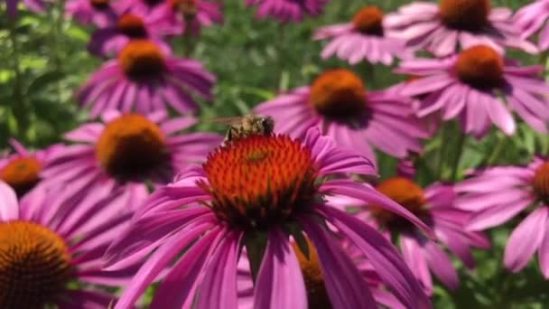 Abeja Alada Vuela Lentamente Planta Recoge Néctar Para Miel Colmenar — Vídeos de Stock