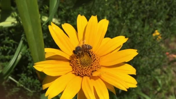 Abeja Alada Vuela Lentamente Planta Recoge Néctar Para Miel Colmenar — Vídeo de stock