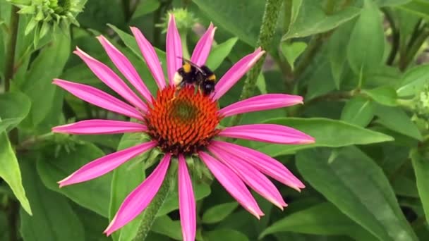 羽のついた蜂はゆっくりと植物に飛び 花から自家製の桃に蜜を集めます ミツバチの足の上に美しい花 黄色の花粉で構成される蜂蜜クリップ 甘い蜜蜜蜜蜜蜜 — ストック動画