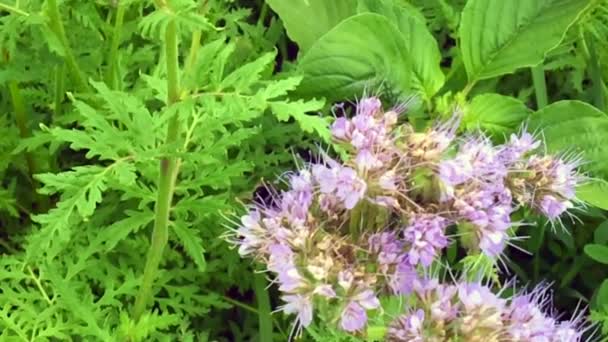 Langsam Fliegt Die Geflügelte Biene Zur Pflanze Sammelt Nektar Für — Stockvideo