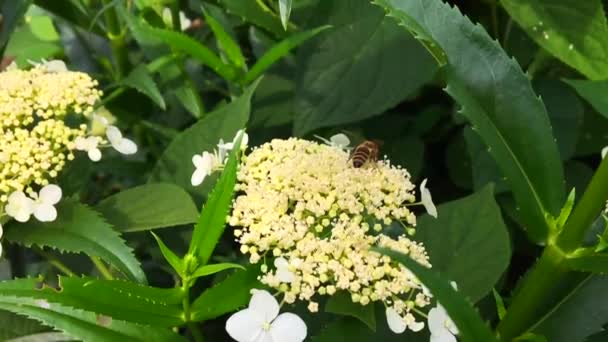 羽のついた蜂はゆっくりと植物に飛び 花から自家製の桃に蜜を集めます ミツバチの足の上に美しい花 黄色の花粉で構成される蜂蜜クリップ 甘い蜜蜜蜜蜜蜜 — ストック動画