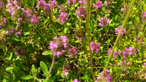 Abeja Alada Vuela Lentamente Planta Recoge Néctar Para Miel Colmenar — Vídeos de Stock