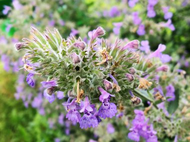 Çiçek açan çiçek yaprakları, doğa doğal yaşam, aroma buket flora ile. Çiçek içinde oluşan uzun pistil yuvarlak ercik, dokulu renkli bitki. Botanik çiçek demet çiçek alanı üzerinden.
