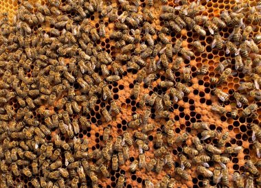 Arka plan altıgen doku, balmumu petek arı kovanı üzerinden altın bal ile dolu. Makro fotoğrafçılık balmumu, arı kovanı sarı tatlı baldan oluşan petek. Arılar peteğin tatlım nektarı.